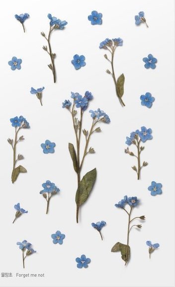 Appree Naklejki ozdobne kwiaty Niezapominajki