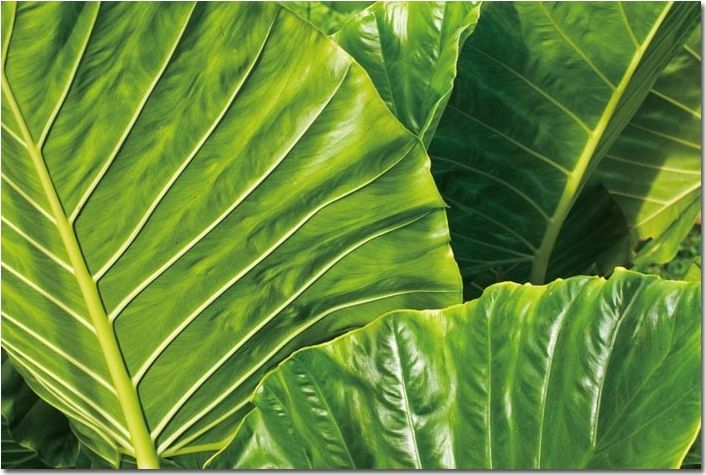 Witek Home Obraz szklany 120x80 Duże liście