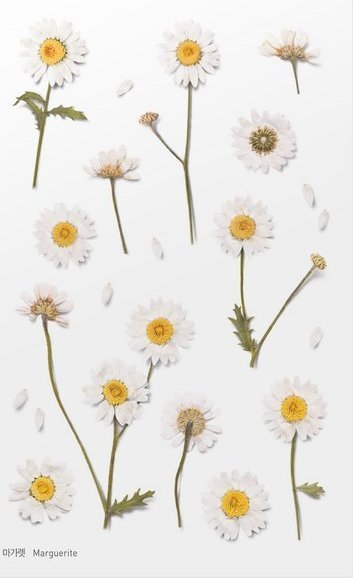 Appree Naklejki ozdobne kwiaty Margaretki