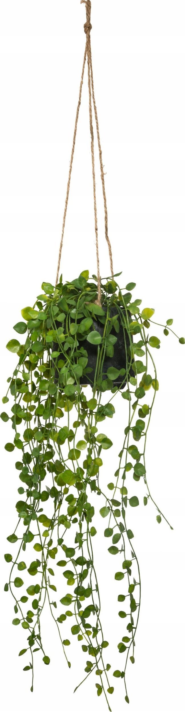 Atmosphera Sztuczna roślina wisząca Peperomia, Ø 18 x 62 cm