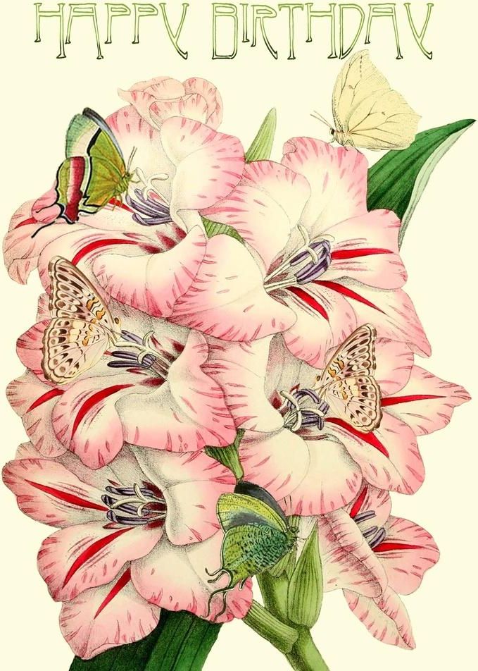 Madame Treacle Karnet B6 brokat z kopertą Urodziny Mieczyki