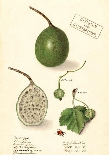 Madame Treacle Karnet B6 z kopertą Marakuja