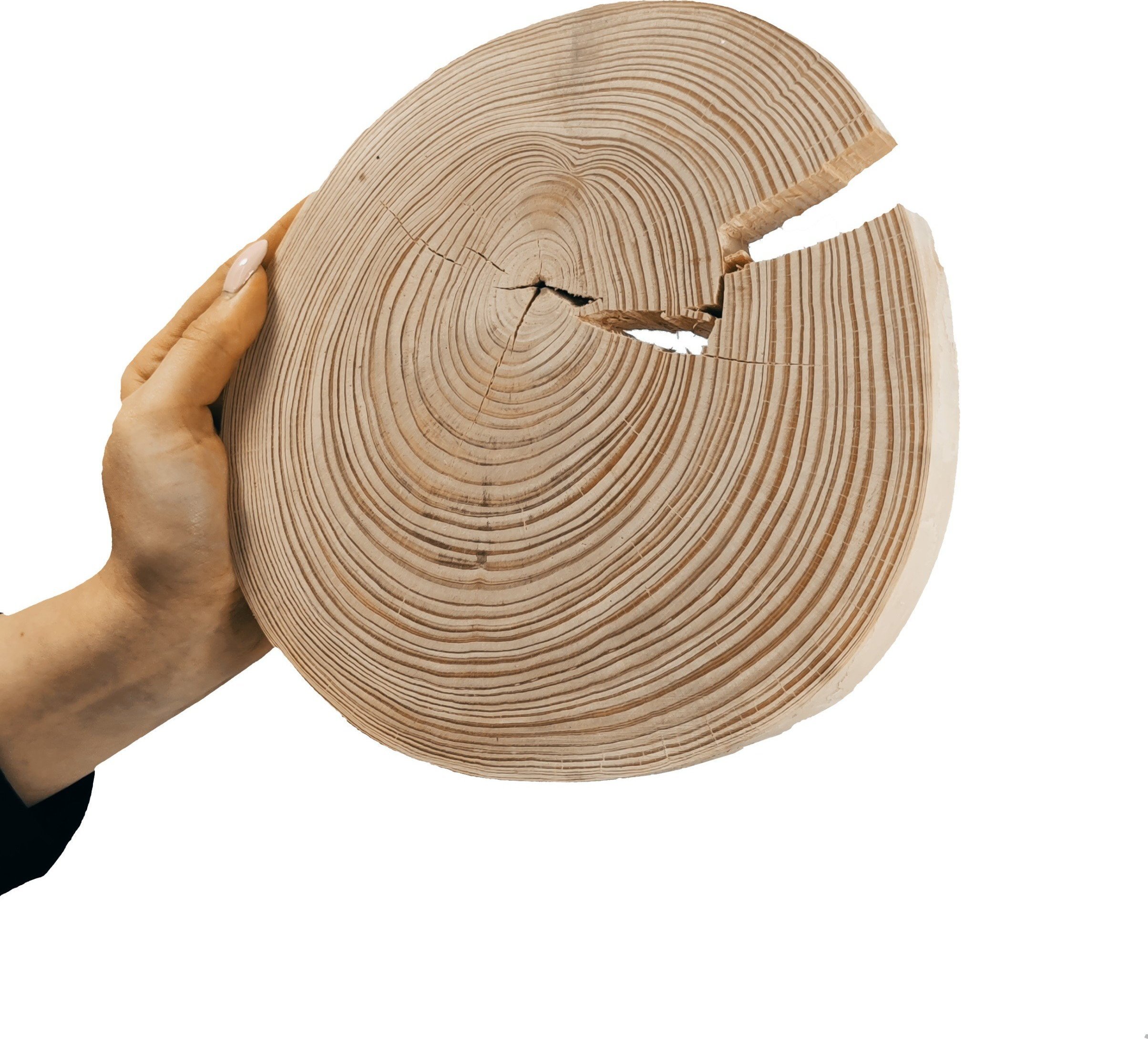 Wamar-Sosenka Okorowany Plaster Sosny 15-20 cm gr. 2 cm Szlifowany Drewno sosnowe Naturalny Surowy