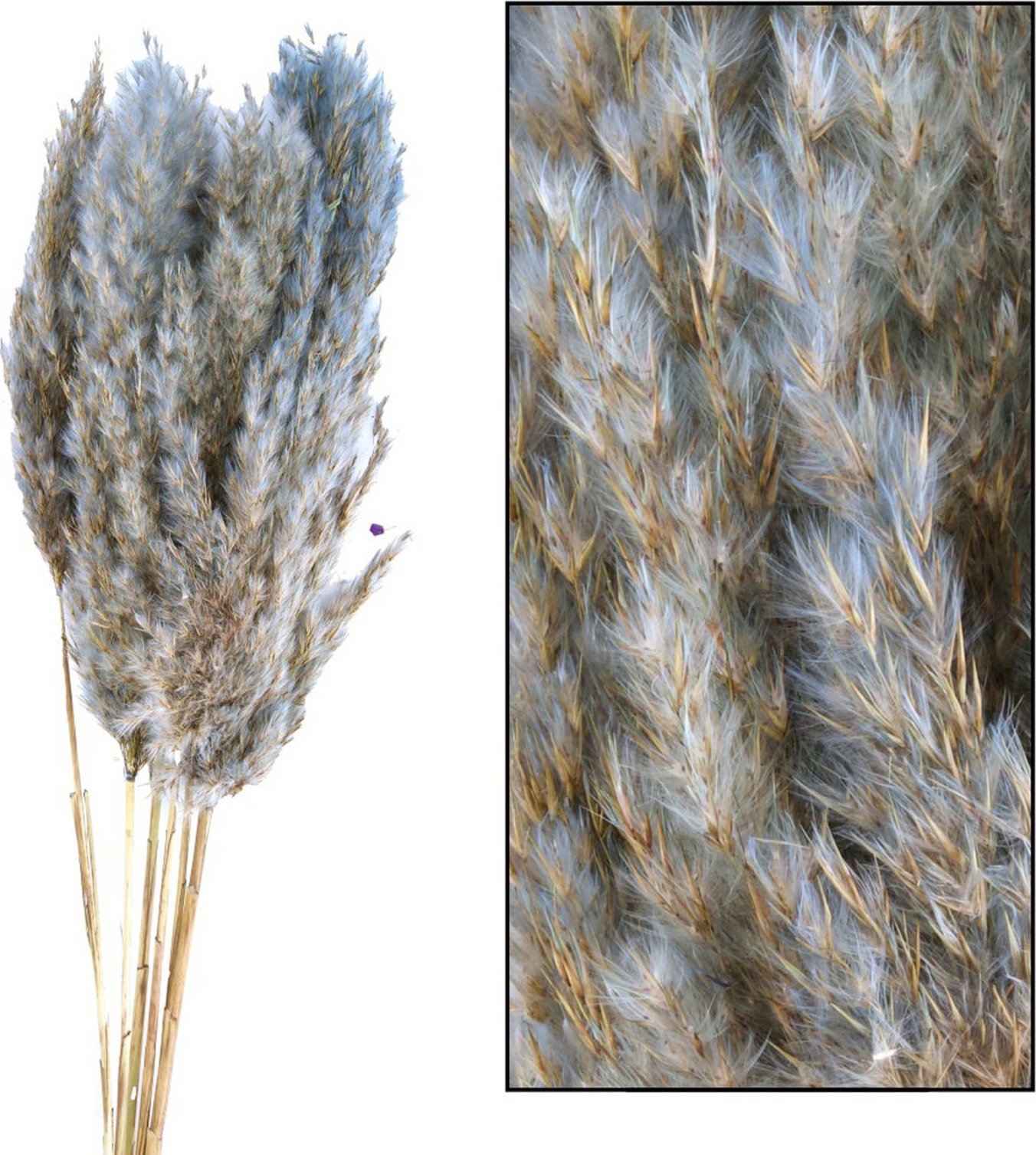 Tajemniczy ogród Trawa Plume 80-90cm 12-14szt szara