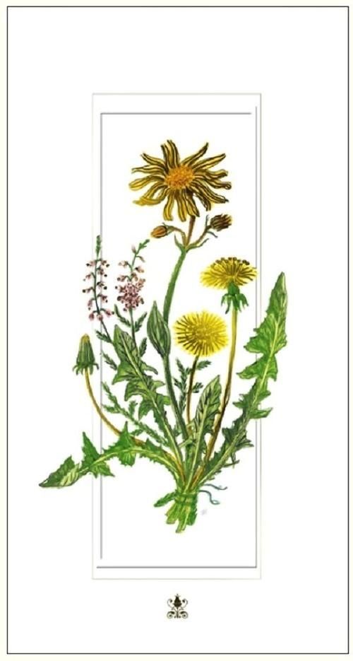 DaVinci Karnet kwiaty mlecze DaVinci 12x23 cm + koperta