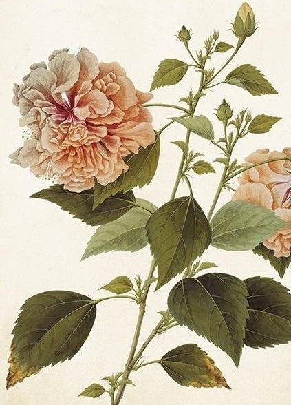 Skona Ting Karnet ST404 B6 + koperta Piwonia