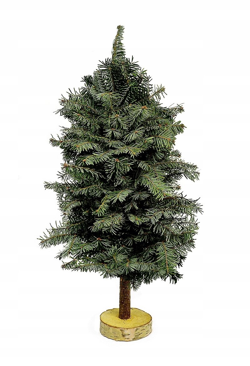 NATURALNA CHOINKA JODŁOWA NA PODSTAWCE BRZOZOWEJ ŻYWA PACHNĄCA ŚWIĘTA 70CM