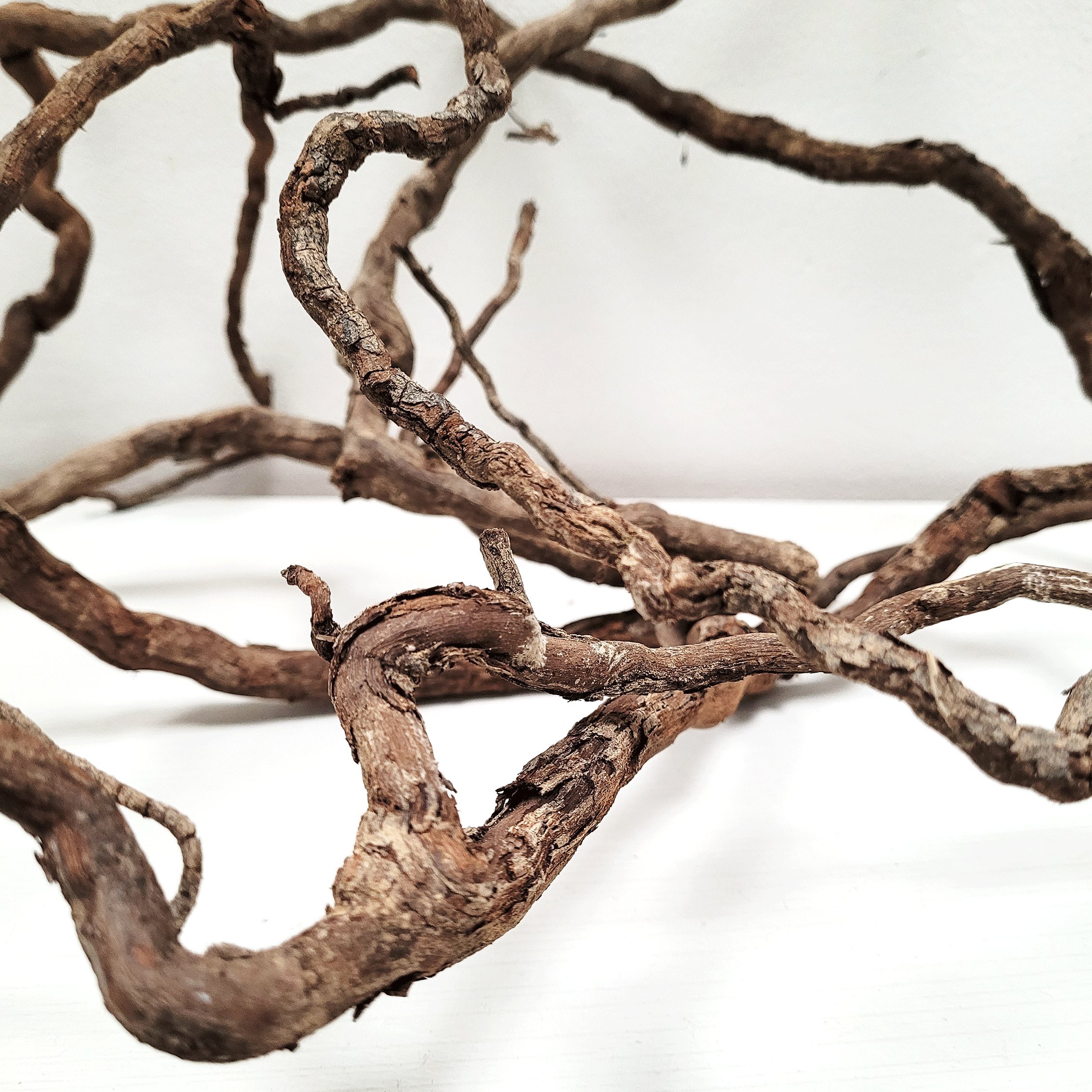 Terra Natura WIO Elder Root Mix, zestaw dekoracyjny, do terrarium, 0,25kg