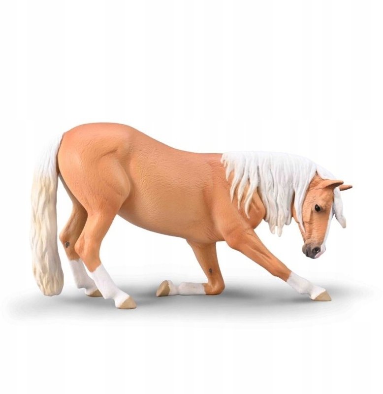 Klacz lusitiano kłaniająca się maści izabelowatej