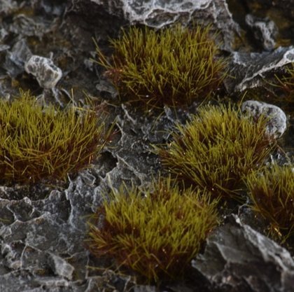 Gamers Grass Gamers Grass: Grass tufts - 8 mm - Swamp XL (Wild)