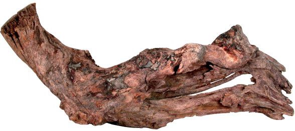 Zolux Korzeń Mangrowca 15-25 cm