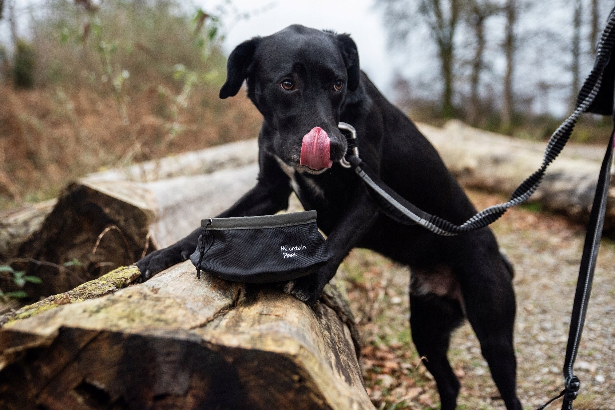 Collapsible Dog Food Bowl, Black