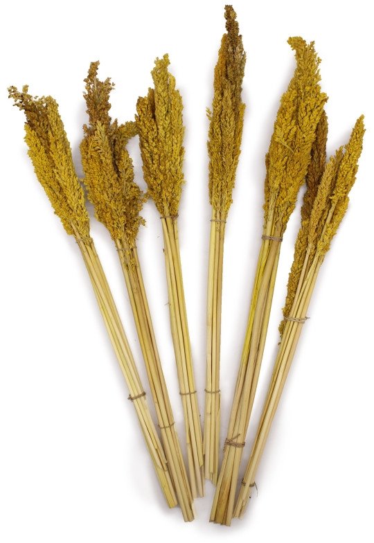 Pęczki Traw Ozdobnych - Bursztynowy