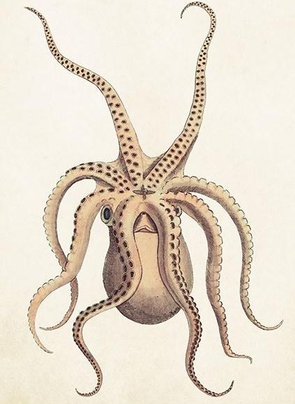 Skona Ting Karnet ST383 B6 + koperta Ośmiornica