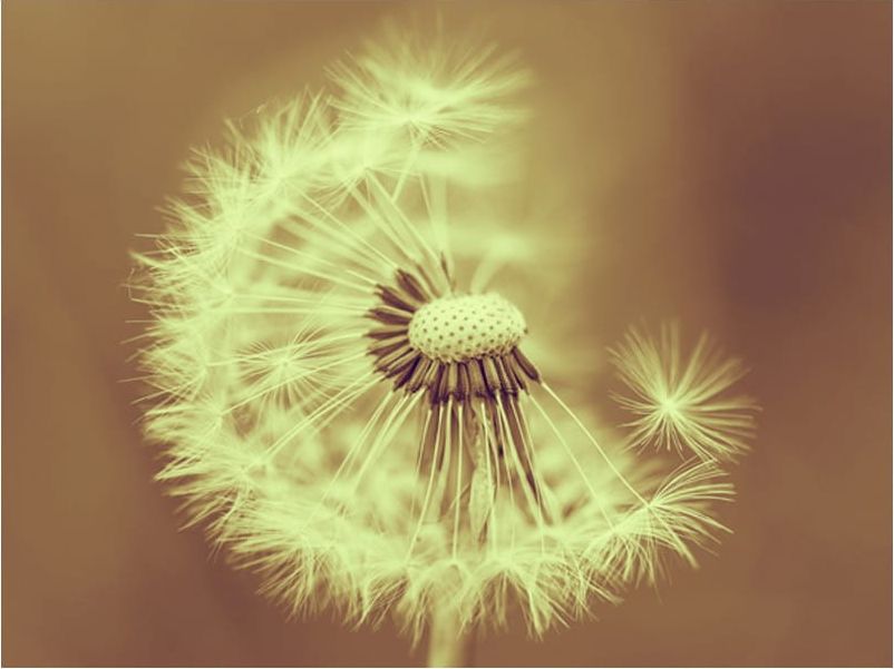 DecoNest Fototapeta - dmuchawiec (sepia) - 400X309