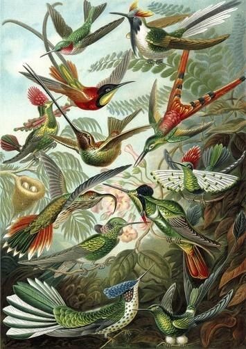 Madame Treacle Karnet B6 z kopertą Kolibry