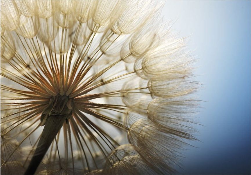 DecoNest Fototapeta - Letni zachwyt - 100X70