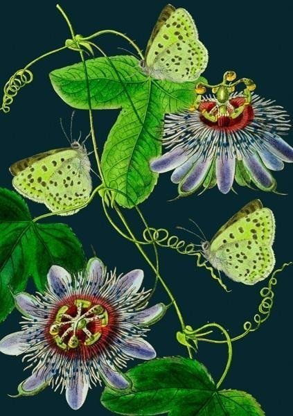 Madame Treacle Karnet B6 z kopertą Passiflora nocą