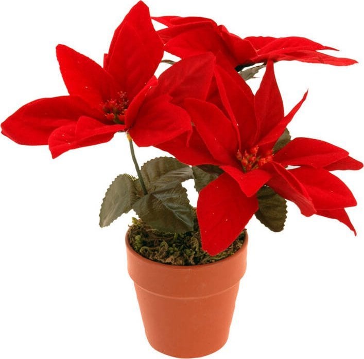 Home Styling Collection Sztuczna gwiazda betlejemska (tutaj możliwe, że zestaw składa się z 35 sztuk :(:(