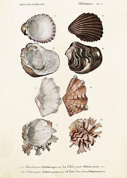 Skona Ting Karnet ST372 B6 + koperta Muszle