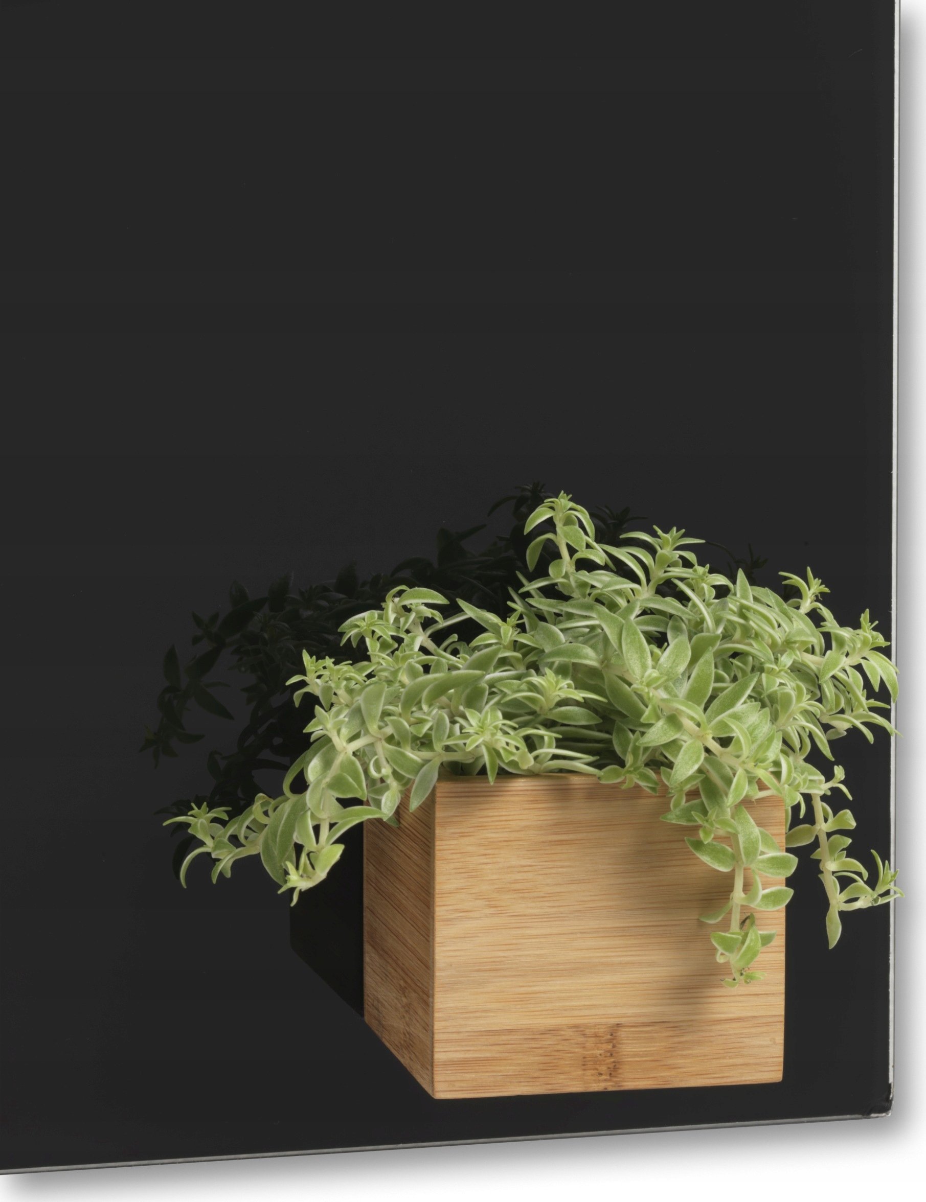 NAGA Skrzynka bambusowa z/magnetami 6,5x,6x6,5cm