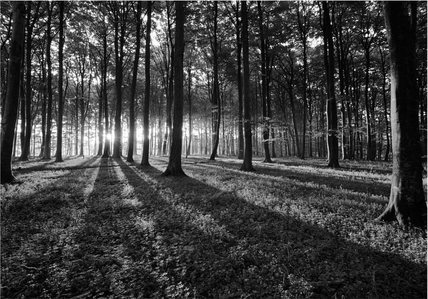 DecoNest Fototapeta - The Light in the Forest - 350X245