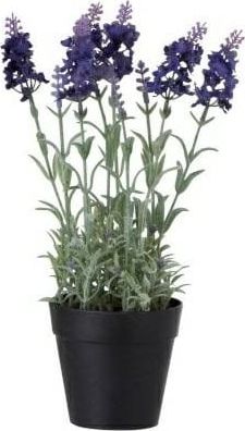 J-Line Lawenda w czarnej doniczce ciemny fiolet