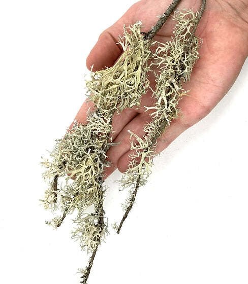 Lolo Pets Classic WIO Branches Lichen, dekoracyjny porost, do terrarium, patykowaty, 0,5kg, worek