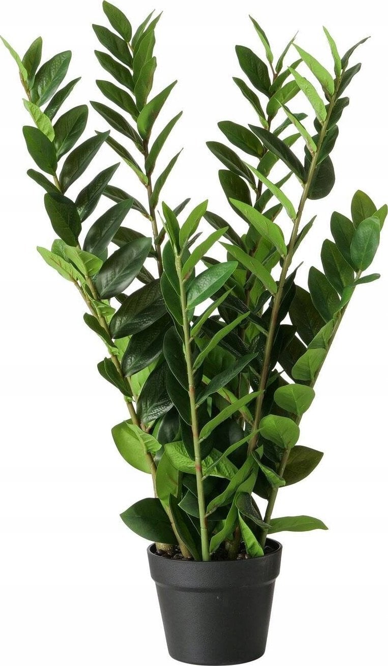 Boltze Sztuczny zamiokulkas w doniczce, 76 cm