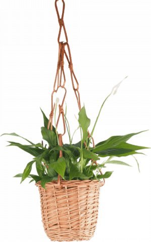 Wnuk Kwietnik wiszący (Pełny/Naturalny)