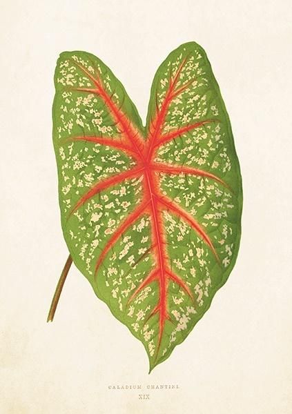 Skona Ting Karnet ST281 B6 + koperta Liść kaladium