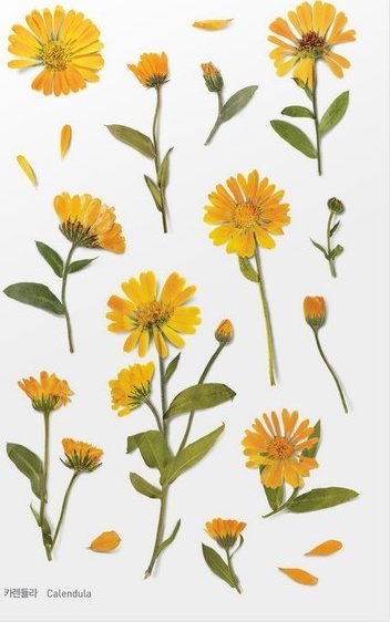 Appree Naklejki ozdobne kwiaty Nagietek