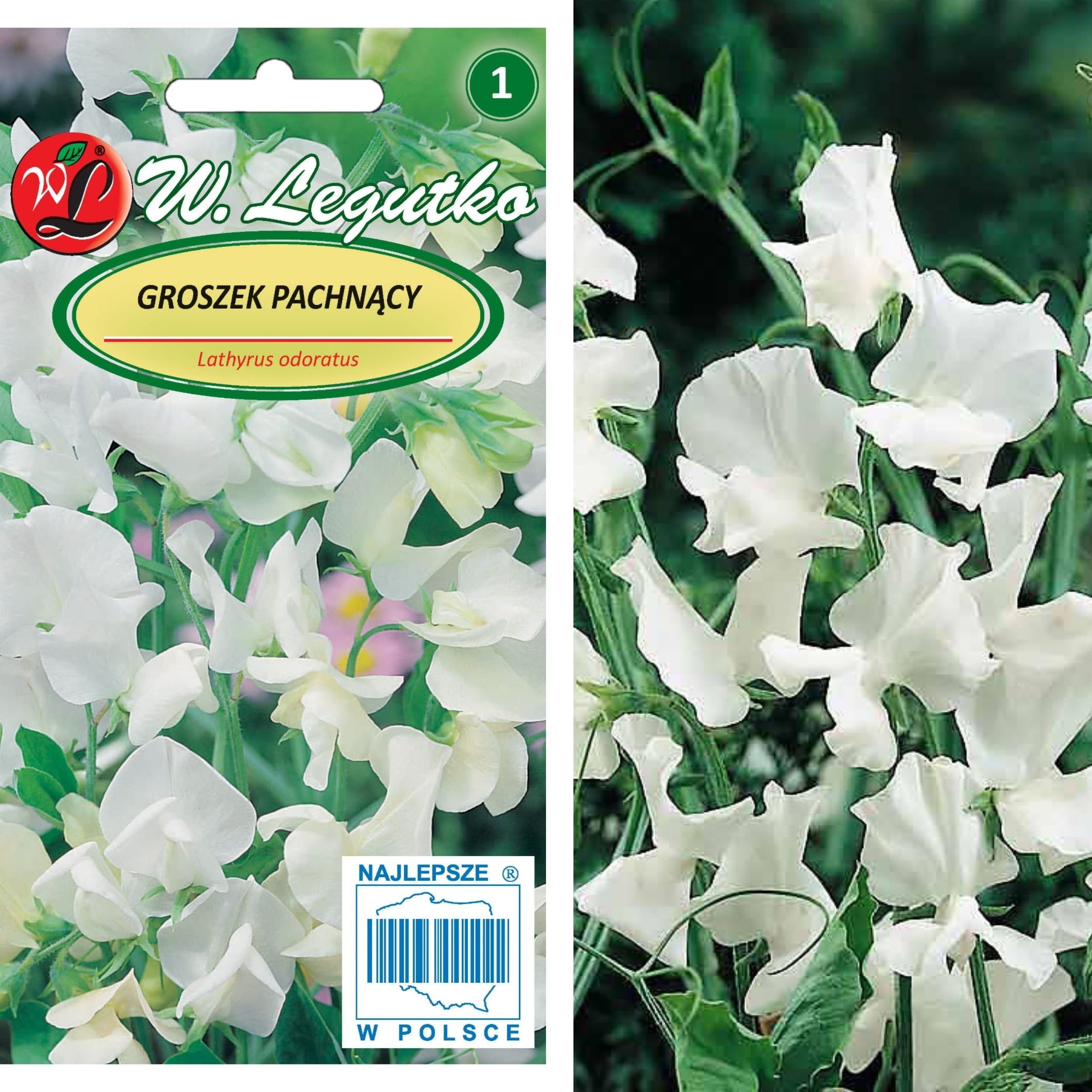 Legutko Nasiona Groszek pachnący biały 3 g Legutko