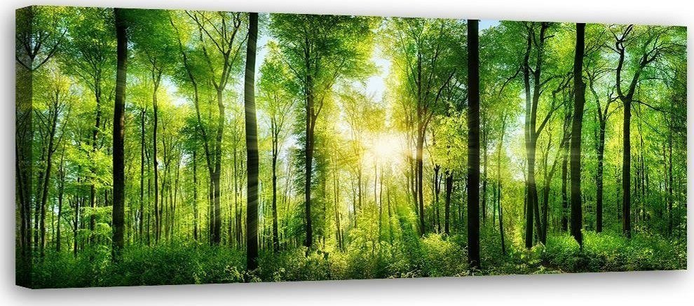 Feeby Obraz na płótnie, Promienie słońca w lesie, natura, zielony - 90x30