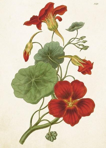 Skona Ting Karnet ST464 B6 + koperta Nasturcja