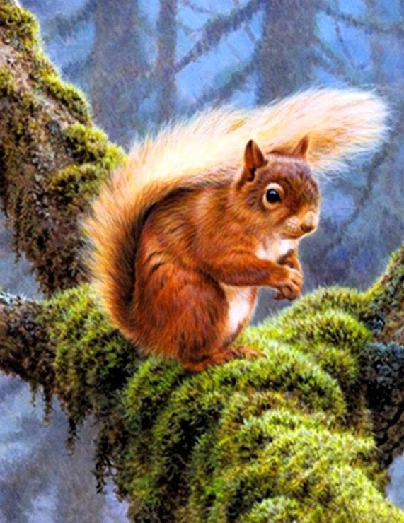 Norimpex Diamentowa mozaika Wiewiórka na gałęzi 30x40cm 2000594