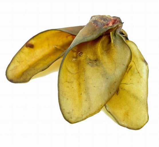 100% Ucho wołowe - duży, chrupiący i zdrowy gryzak dla psa Balto 1szt.