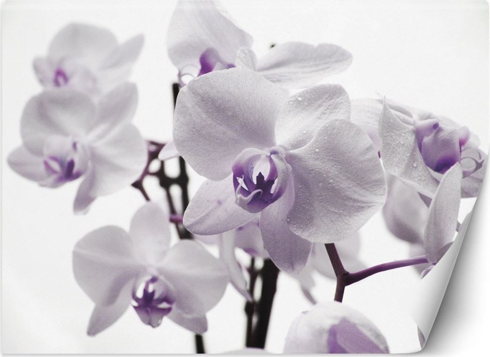 Feeby Fototapeta, Kwitnąca orchidea - 200x140