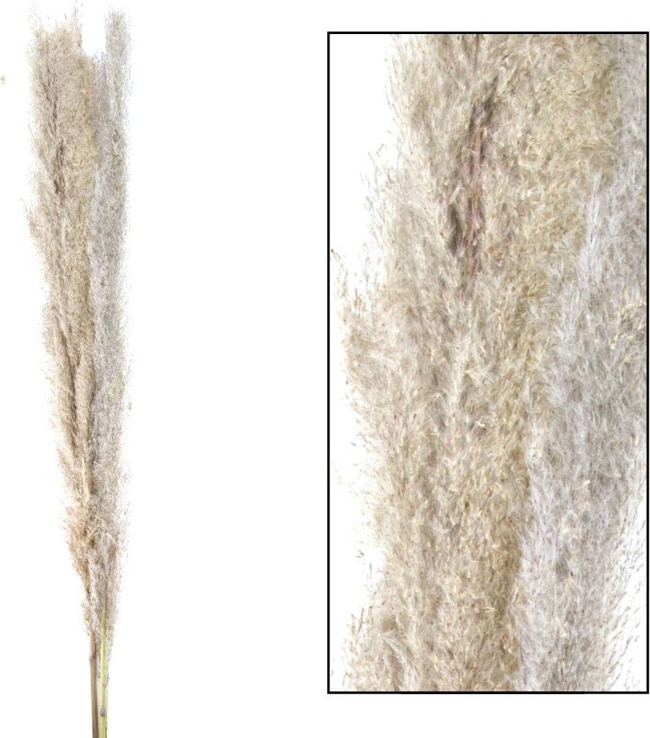 Tajemniczy ogród Trawa pampasowa 140-160cm 3szt.