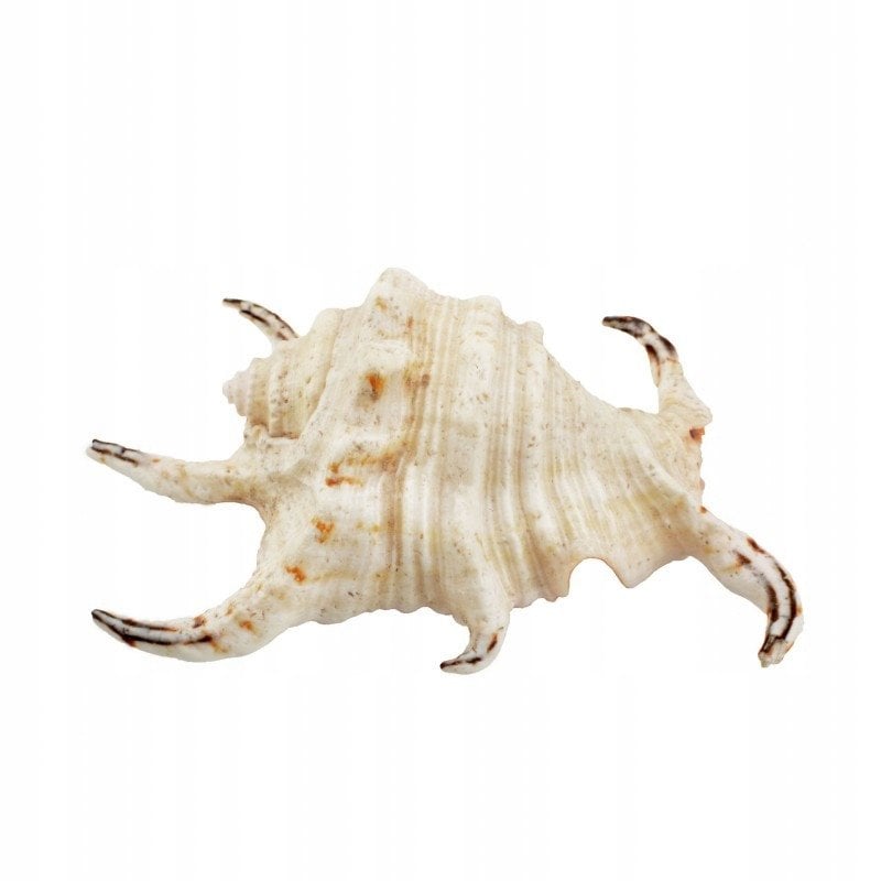 Aqua Natura Dekoracja akwarystyczna muszla du�a 12cm