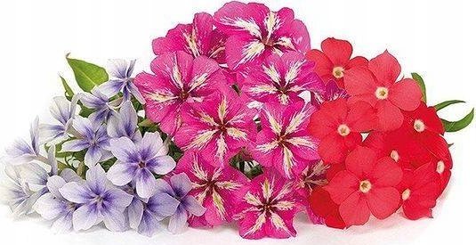 Veritable Véritable Lingot Flox