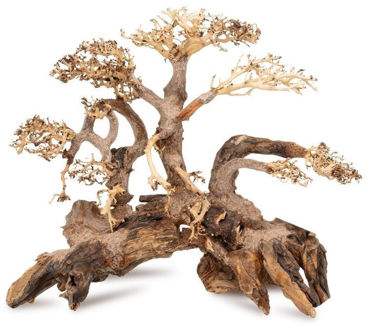 Ton�ce drzewo Bonsai nr 59 70x50