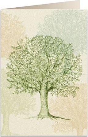 Tassotti Karnet B6 + koperta 6094 Wiązowiec południowy