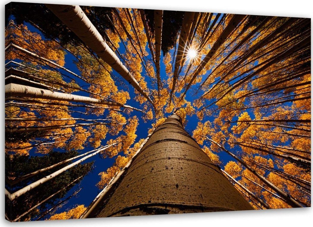 Feeby Obraz na płótnie, Korony drzew - 100x70