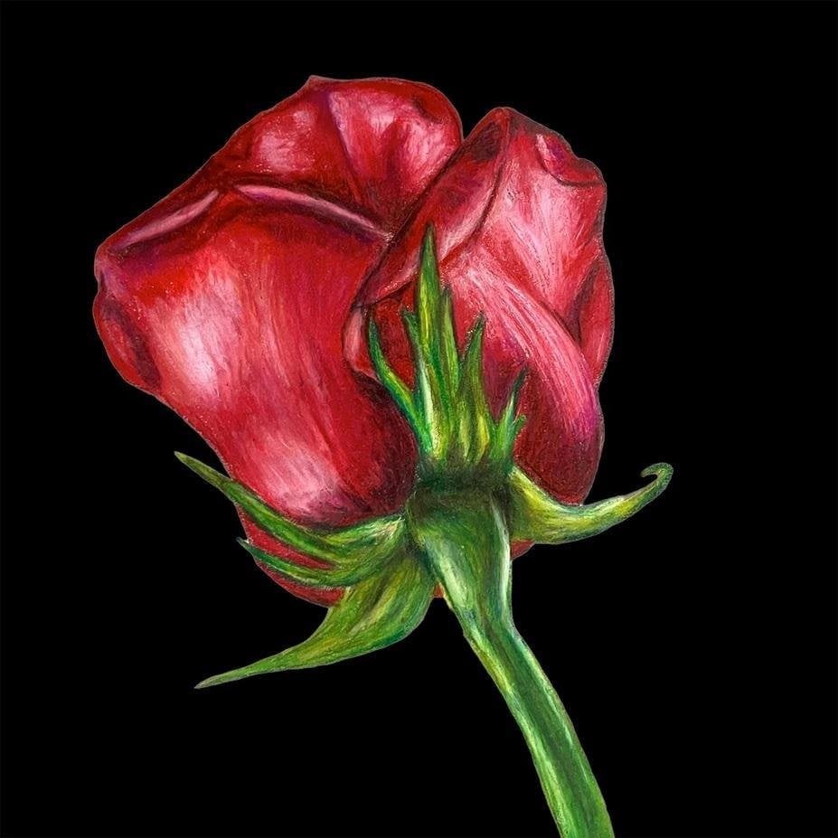 Karnet z kopertą SB11 Czerwona róża