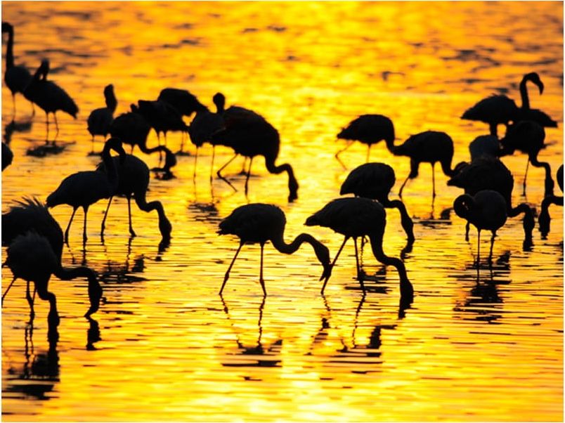DecoNest Fototapeta - Kenia - flamingi na jeziorze Nakuru - 200X154