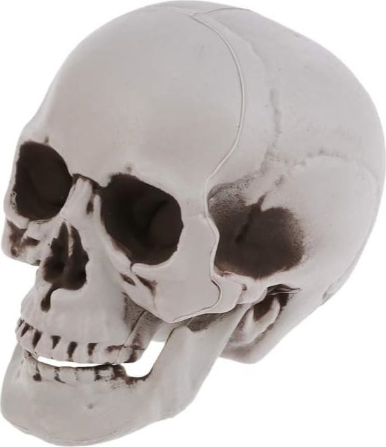 Korbi SZTUCZNA CZASZKA SZARA CIENIOWANA CZACHA HALLOWEEN NA DEKORACJA OZDOBA 20CM