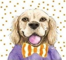 HENRY Karnet KW Pies pomarańcz