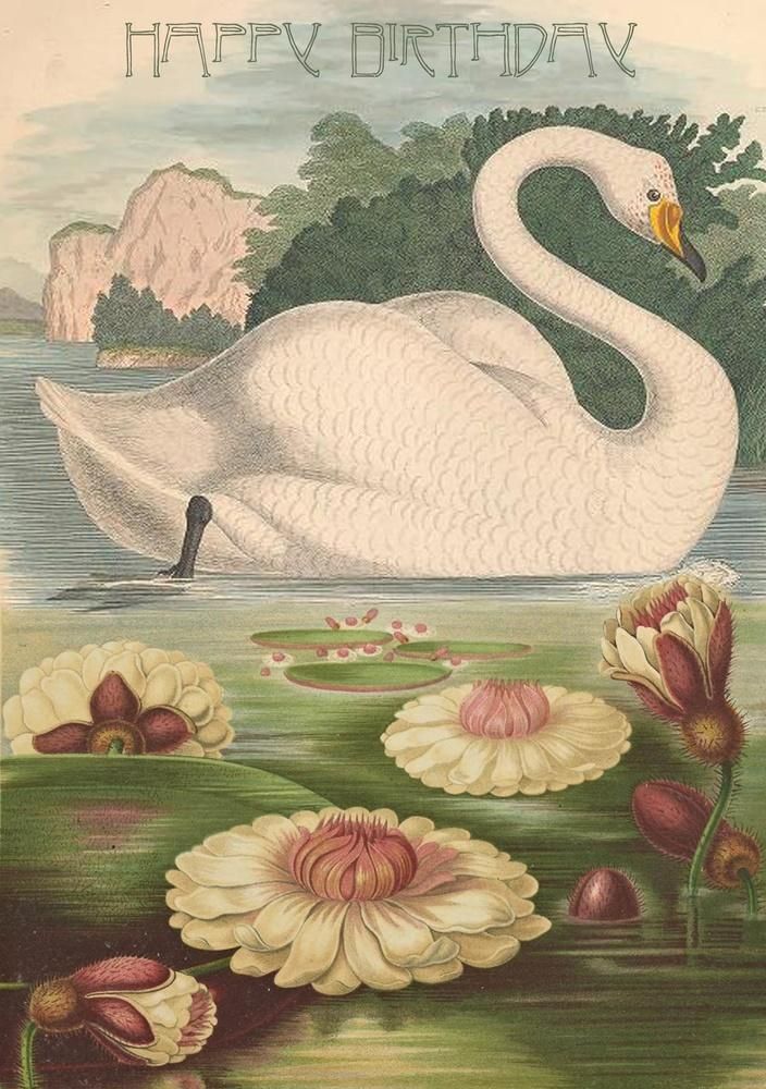 Madame Treacle Karnet B6 z kopertą Urodziny Łabędź