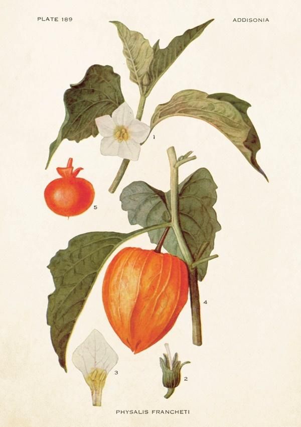 Skona Ting Karnet B6 + koperta Miechunka rozdęta